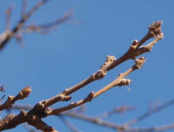 Fotografia da espécie Quercus cerris