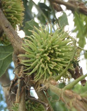 Fotografia 14 da espécie Quercus cerris no Jardim Botânico UTAD