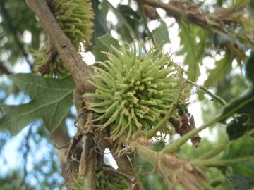 Fotografia da espécie Quercus cerris