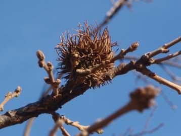 Fotografia da espécie Quercus cerris