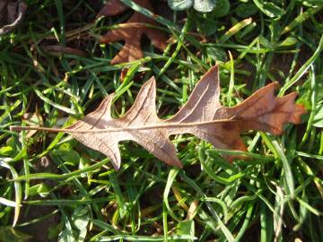 Fotografia da espécie Quercus cerris