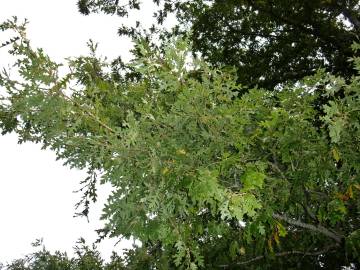 Fotografia da espécie Quercus cerris