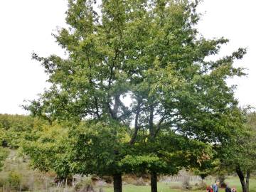 Fotografia da espécie Quercus cerris