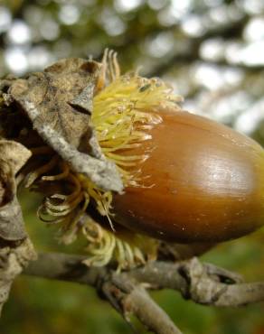 Fotografia 30 da espécie Quercus cerris no Jardim Botânico UTAD