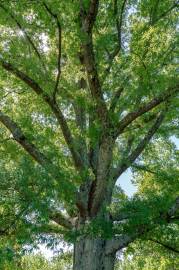 Fotografia da espécie Quercus phellos