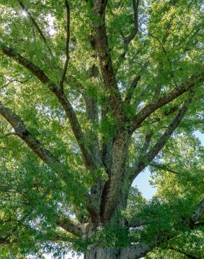 Fotografia 1 da espécie Quercus phellos no Jardim Botânico UTAD