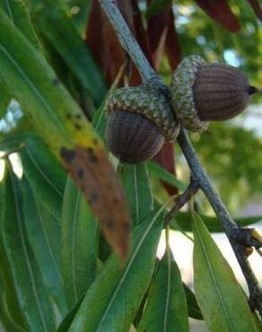 Fotografia 6 da espécie Quercus phellos no Jardim Botânico UTAD