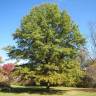 Fotografia 7 da espécie Quercus phellos do Jardim Botânico UTAD