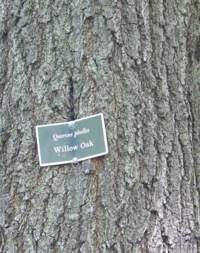 Fotografia 8 da espécie Quercus phellos no Jardim Botânico UTAD