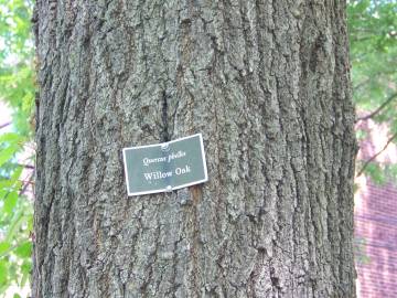 Fotografia da espécie Quercus phellos
