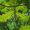 Fotografia 4 da espécie Quercus frainetto do Jardim Botânico UTAD