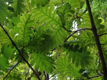 Fotografia da espécie Quercus frainetto