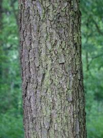 Fotografia da espécie Quercus frainetto