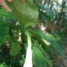 Fotografia 11 da espécie Brugmansia arborea do Jardim Botânico UTAD