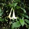 Fotografia 13 da espécie Brugmansia arborea do Jardim Botânico UTAD