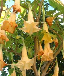 Fotografia da espécie Brugmansia versicolor