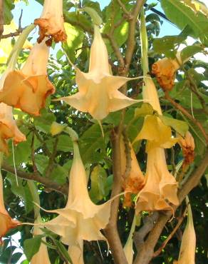 Fotografia 7 da espécie Brugmansia versicolor no Jardim Botânico UTAD