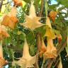 Fotografia 7 da espécie Brugmansia versicolor do Jardim Botânico UTAD