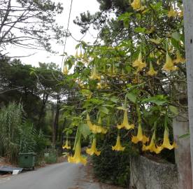 Fotografia da espécie Brugmansia versicolor