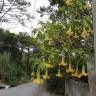 Fotografia 8 da espécie Brugmansia versicolor do Jardim Botânico UTAD