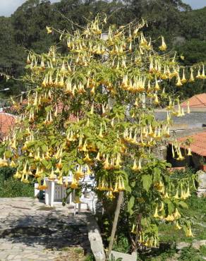 Fotografia 9 da espécie Brugmansia versicolor no Jardim Botânico UTAD