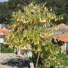 Fotografia 9 da espécie Brugmansia versicolor do Jardim Botânico UTAD