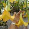 Fotografia 10 da espécie Brugmansia versicolor do Jardim Botânico UTAD