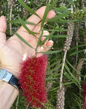 Fotografia 16 da espécie Callistemon rigidus no Jardim Botânico UTAD