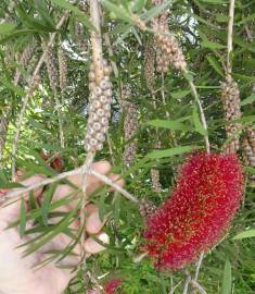 Fotografia da espécie Callistemon rigidus