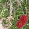 Fotografia 17 da espécie Callistemon rigidus do Jardim Botânico UTAD