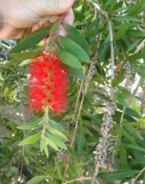 Fotografia 2 da espécie Callistemon speciosus no Jardim Botânico UTAD