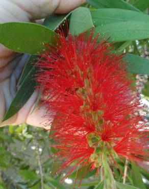 Fotografia 3 da espécie Callistemon speciosus no Jardim Botânico UTAD
