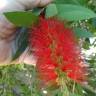 Fotografia 3 da espécie Callistemon speciosus do Jardim Botânico UTAD