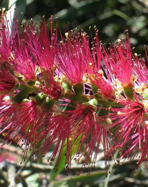 Fotografia 4 da espécie Callistemon speciosus no Jardim Botânico UTAD