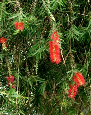 Fotografia 1 da espécie Callistemon speciosus no Jardim Botânico UTAD