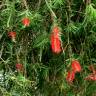 Fotografia 1 da espécie Callistemon speciosus do Jardim Botânico UTAD