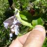 Fotografia 2 da espécie Brunfelsia latifolia do Jardim Botânico UTAD