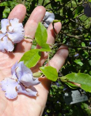 Fotografia 3 da espécie Brunfelsia latifolia no Jardim Botânico UTAD