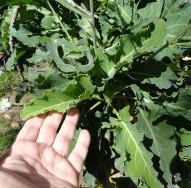 Fotografia da espécie Brassica insularis