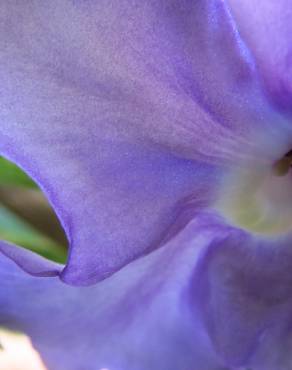 Fotografia 5 da espécie Brunfelsia latifolia no Jardim Botânico UTAD