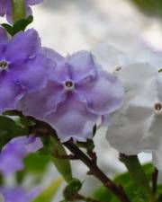 Fotografia da espécie Brunfelsia latifolia