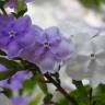 Fotografia 1 da espécie Brunfelsia latifolia do Jardim Botânico UTAD