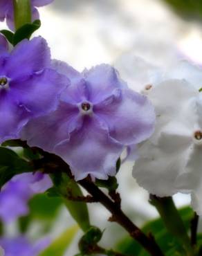 Fotografia 8 da espécie Brunfelsia latifolia no Jardim Botânico UTAD