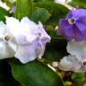 Fotografia 10 da espécie Brunfelsia latifolia do Jardim Botânico UTAD