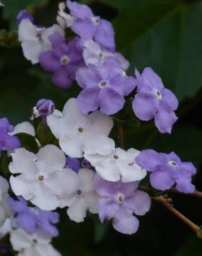 Fotografia 11 da espécie Brunfelsia latifolia no Jardim Botânico UTAD