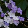 Fotografia 11 da espécie Brunfelsia latifolia do Jardim Botânico UTAD