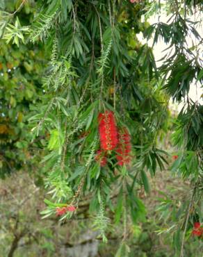 Fotografia 7 da espécie Callistemon speciosus no Jardim Botânico UTAD