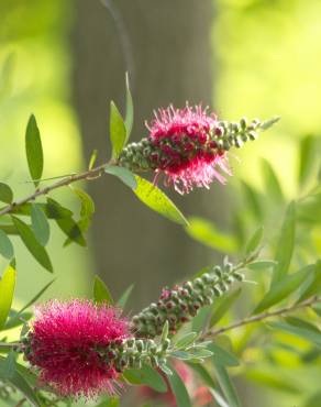 Fotografia 10 da espécie Callistemon speciosus no Jardim Botânico UTAD