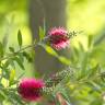 Fotografia 10 da espécie Callistemon speciosus do Jardim Botânico UTAD