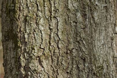 Fotografia da espécie Quercus coccinea